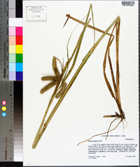 Carex comosa image