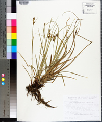 Carex complanata image