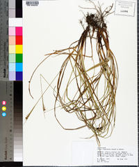 Carex complanata image