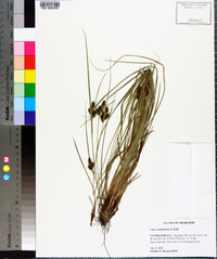 Carex complanata image