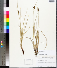 Carex complanata image