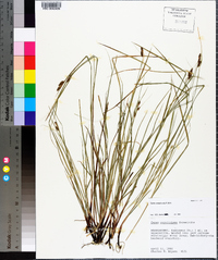 Carex caroliniana image