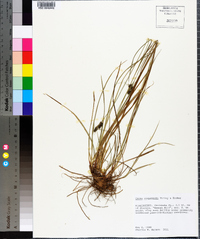 Carex complanata image