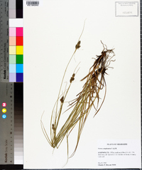 Carex complanata image