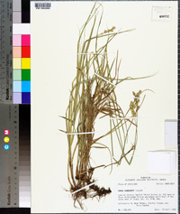 Carex reniformis image