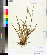 Carex crebriflora image