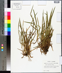 Carex crebriflora image