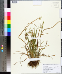 Carex crebriflora image