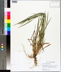 Carex crebriflora image