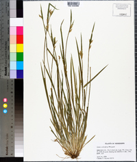 Carex crebriflora image