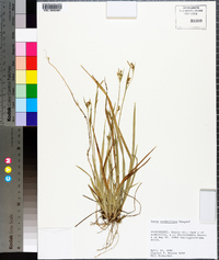 Carex crebriflora image