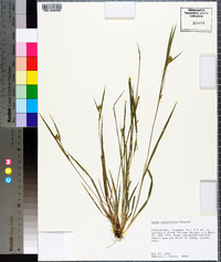 Carex crebriflora image