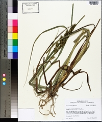 Carex crus-corvi image