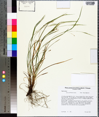 Carex cumberlandensis image