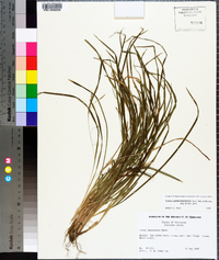 Carex cumberlandensis image