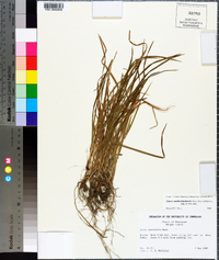 Carex cumberlandensis image