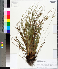 Carex dasycarpa image