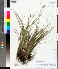 Carex dasycarpa image