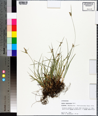 Carex dasycarpa image