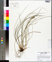 Carex dasycarpa image