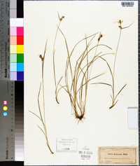 Carex dasycarpa image