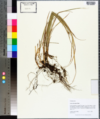 Carex dasycarpa image