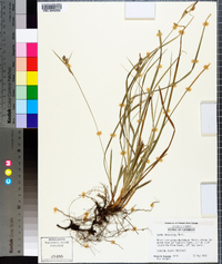 Carex dasycarpa image