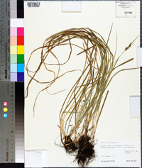 Carex dasycarpa image