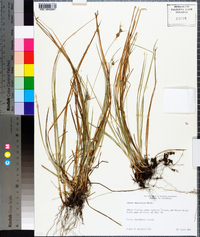 Carex dasycarpa image