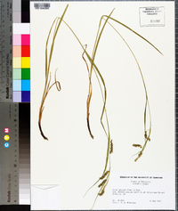 Carex davisii image