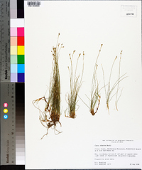 Carex eburnea image