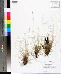 Carex eburnea image