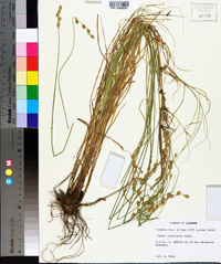 Carex festucacea image