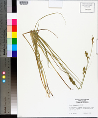 Carex festucacea image