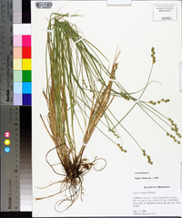 Carex festucacea image