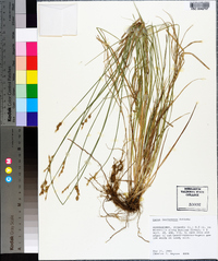 Carex festucacea image