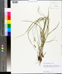 Carex festucacea image