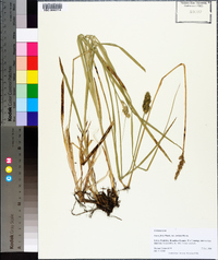 Carex fissa image
