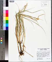 Carex fissa image