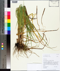 Carex fissa image