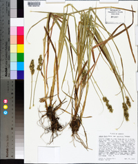 Carex fissa image