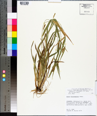 Carex flaccosperma image