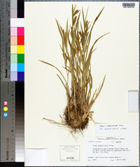 Carex flaccosperma image