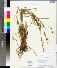 Carex flaccosperma image