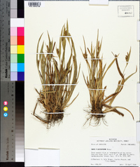 Carex flaccosperma image