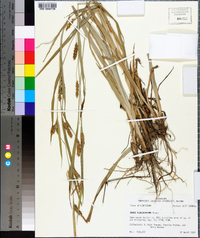 Carex flaccosperma image