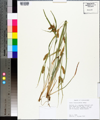 Carex flaccosperma image