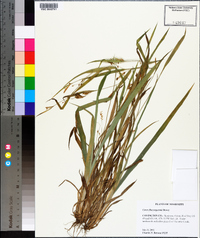 Carex flaccosperma image