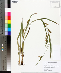 Carex flaccosperma image