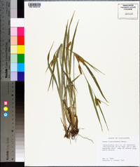 Carex flaccosperma image